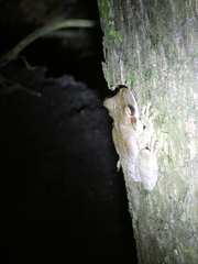 Osteocephalus planiceps