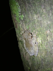 Osteocephalus planiceps