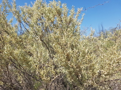 Atriplex lampa