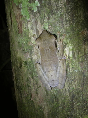Osteocephalus planiceps