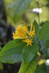 Cestrum oblongifolium