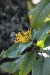 Cestrum oblongifolium