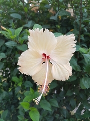 Hibiscus rosa-sinensis