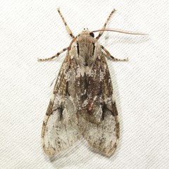 Pseudohemihyalea splendens