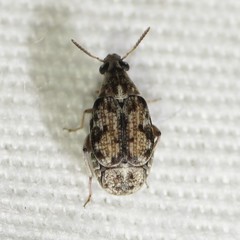 Algarobius prosopis