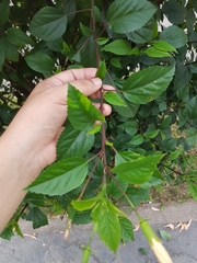 Hibiscus rosa-sinensis