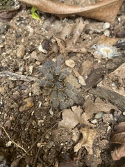 Pterinochilus chordatus