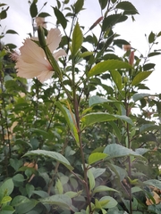 Hibiscus rosa-sinensis