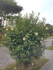 Hibiscus rosa-sinensis