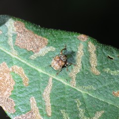 Himatolabus pubescens