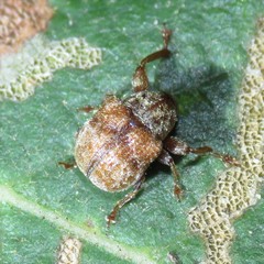 Himatolabus pubescens