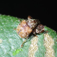 Himatolabus pubescens