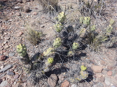 Tephrocactus aoracanthus