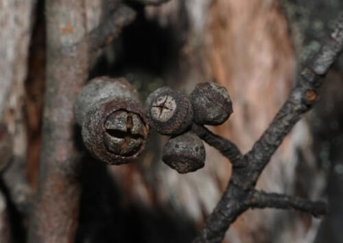 Eucalyptus blaxlandii, photograph 4