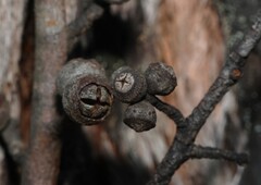 Eucalyptus blaxlandii, photograph (c) Greg Tasney, some rights reserved (CC BY-SA)