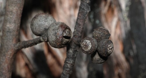 Eucalyptus blaxlandii, photograph 6