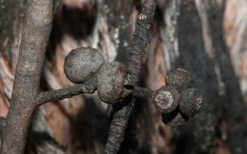 Eucalyptus blaxlandii