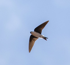 Tachycineta euchrysea