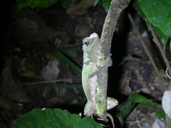 Enyalioides laticeps