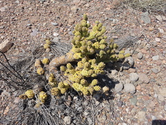 Tephrocactus articulatus