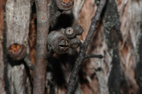 Eucalyptus blaxlandii, photograph 1