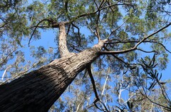 Eucalyptus blaxlandii, photograph (c) Greg Tasney, some rights reserved (CC BY-SA)