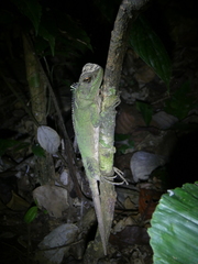 Enyalioides laticeps