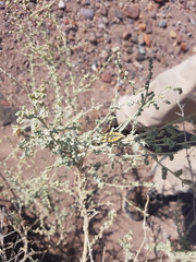 Achardella denticollis