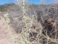 Achardella denticollis