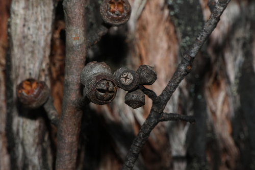 Eucalyptus blaxlandii, photograph 5