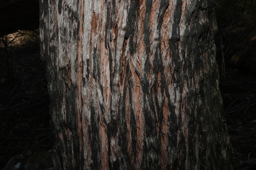 Eucalyptus blaxlandii, photograph 2