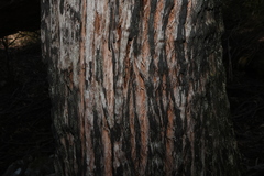 Eucalyptus blaxlandii, photograph (c) Greg Tasney, some rights reserved (CC BY-SA)