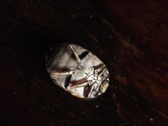 Anthrenus picturatus