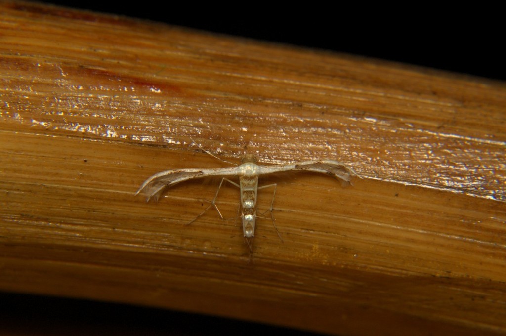 Cosmoclostis