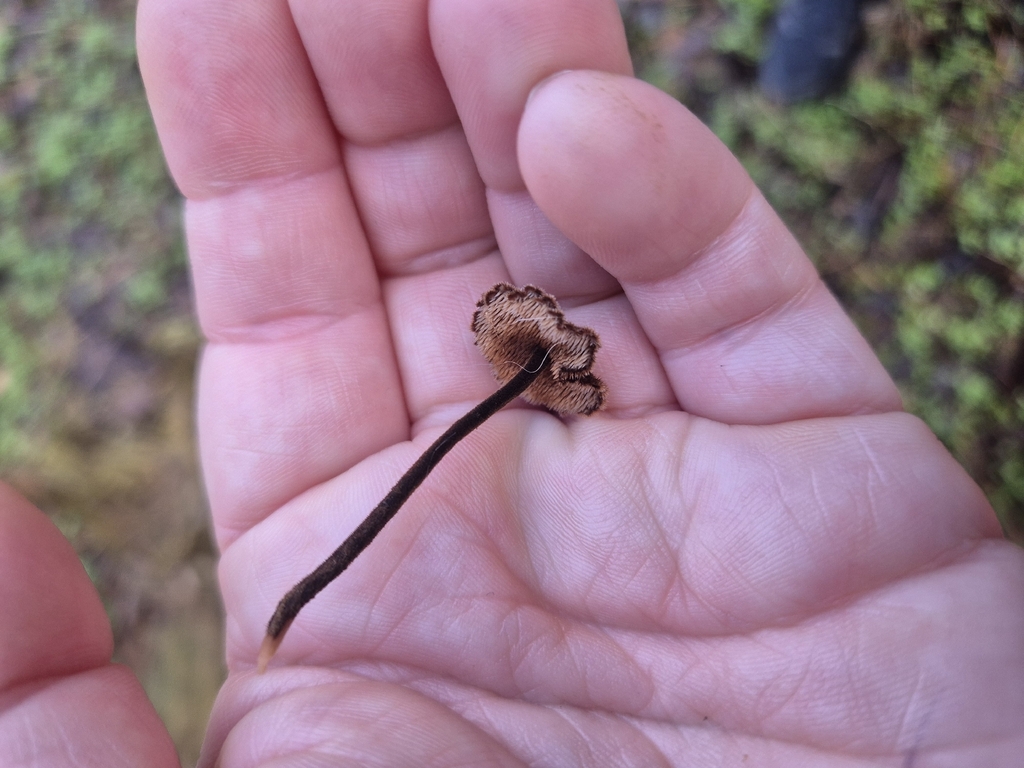 Auriscalpium vulgare · December 2025 · photo: © jo385 (iNaturalist, cc0)