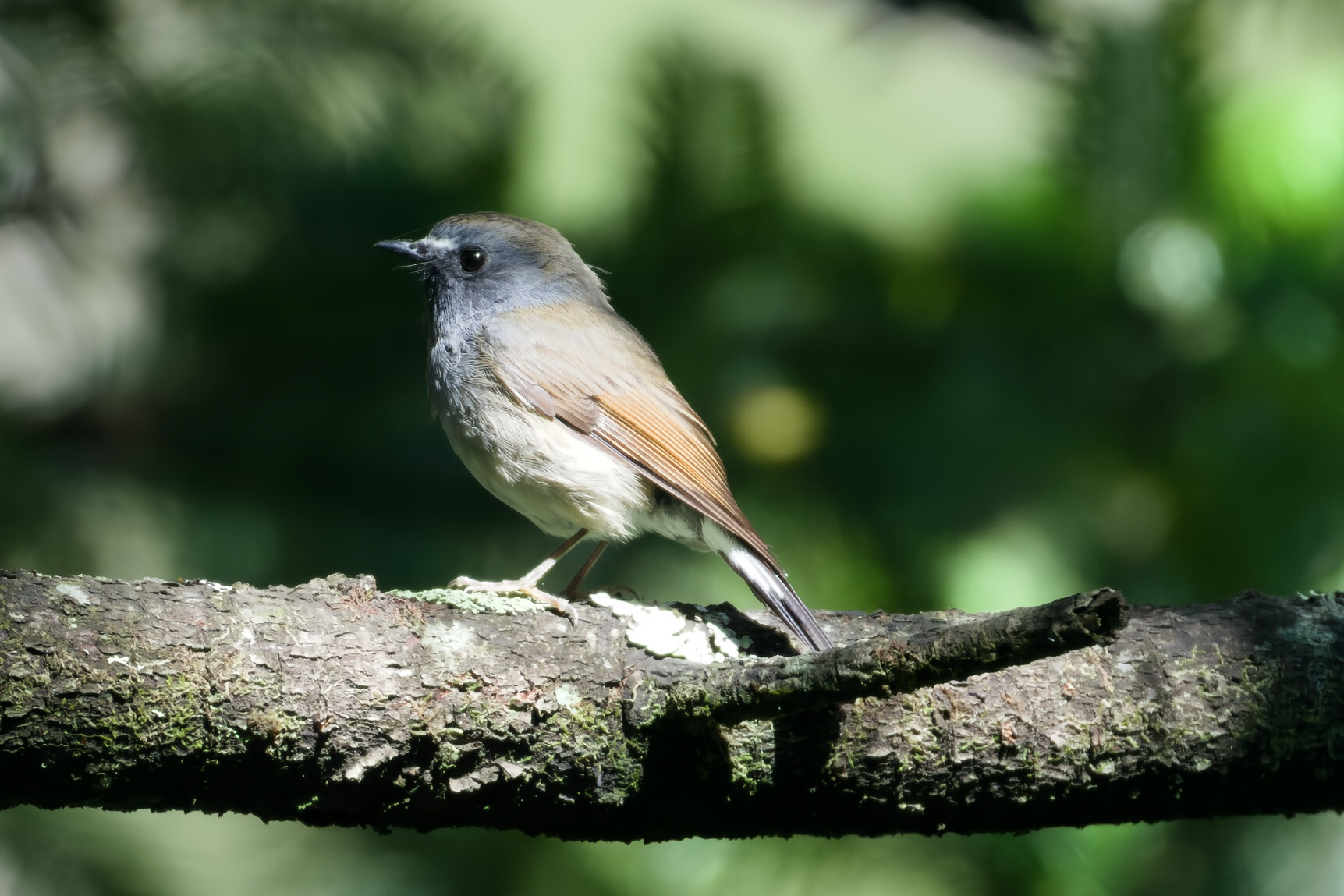 Rufous-gorgeted Flycatcher