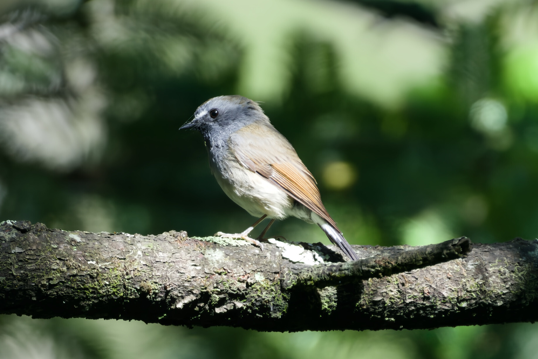 Rufous-gorgeted Flycatcher