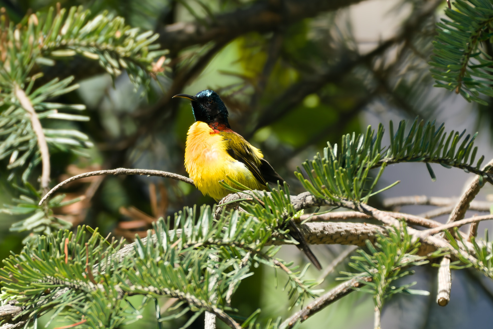 Green-tailed Sunbird
