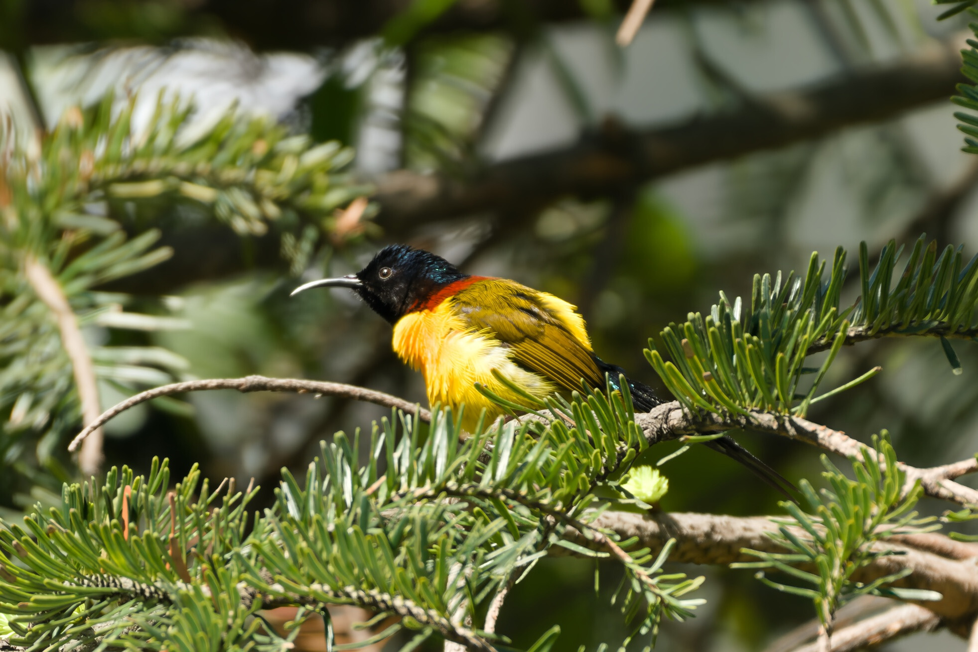 Green-tailed Sunbird