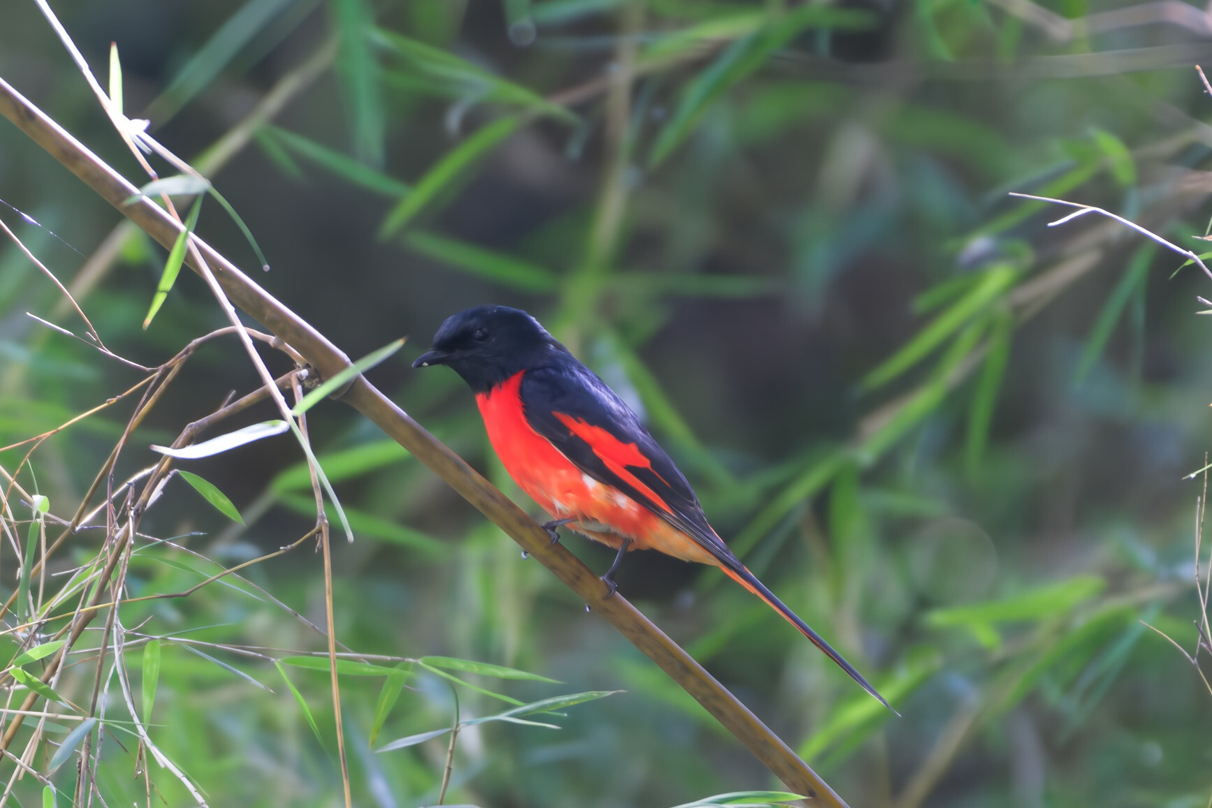 Long-tailed Minivet