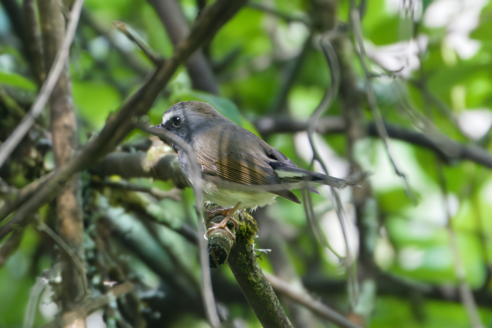 Rufous-gorgeted Flycatcher
