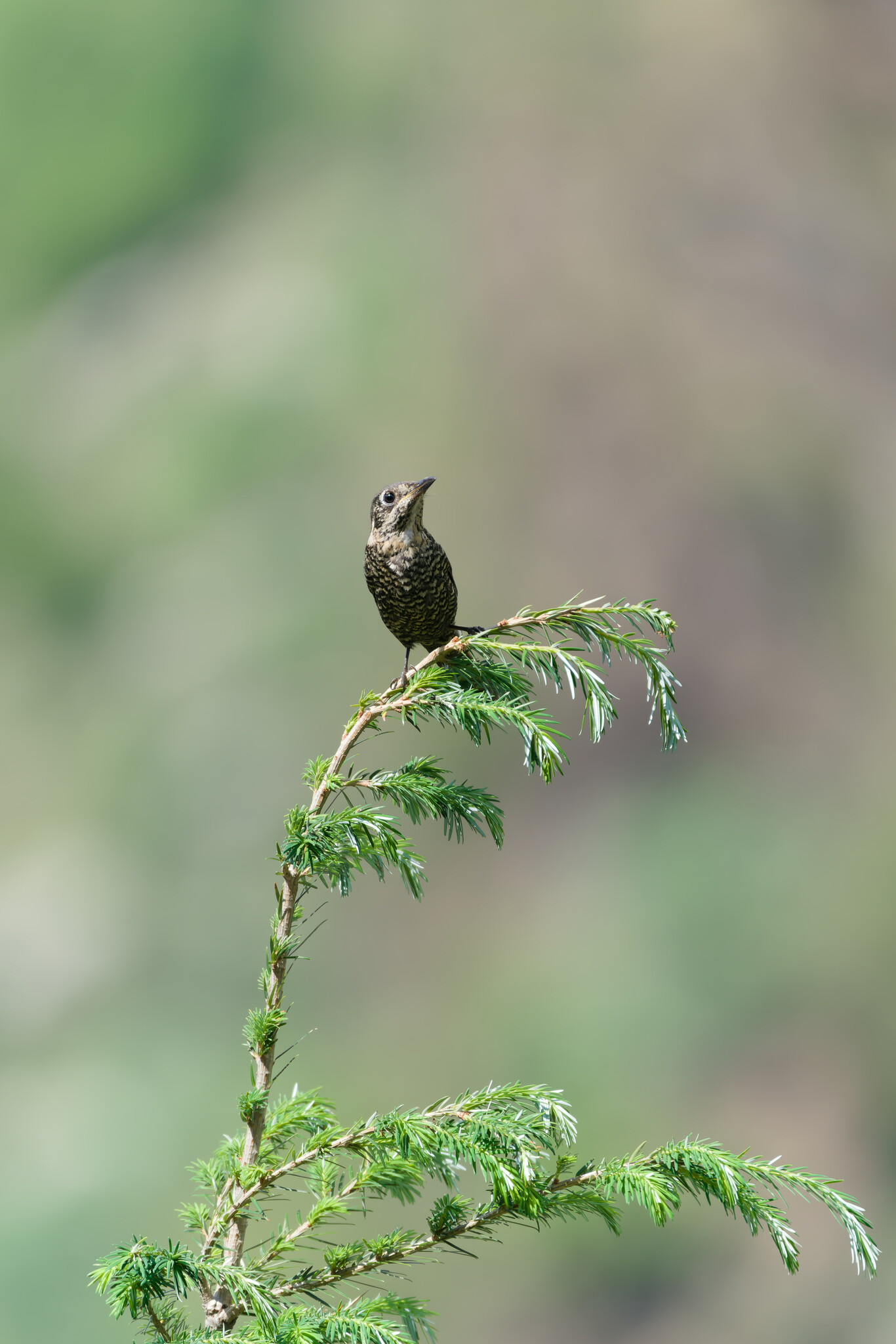 Chestnut-bellied Rock Thrush