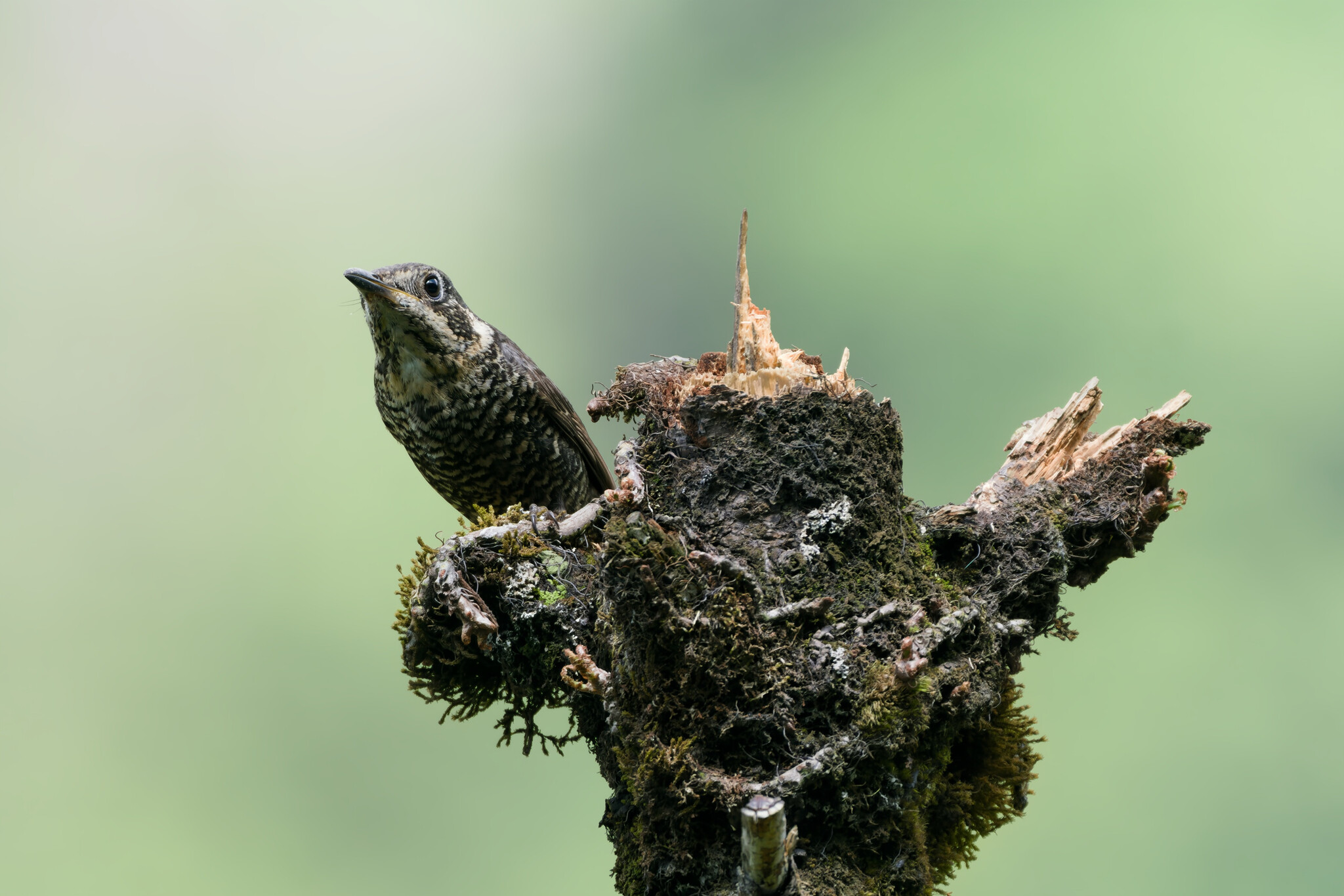 Chestnut-bellied Rock Thrush