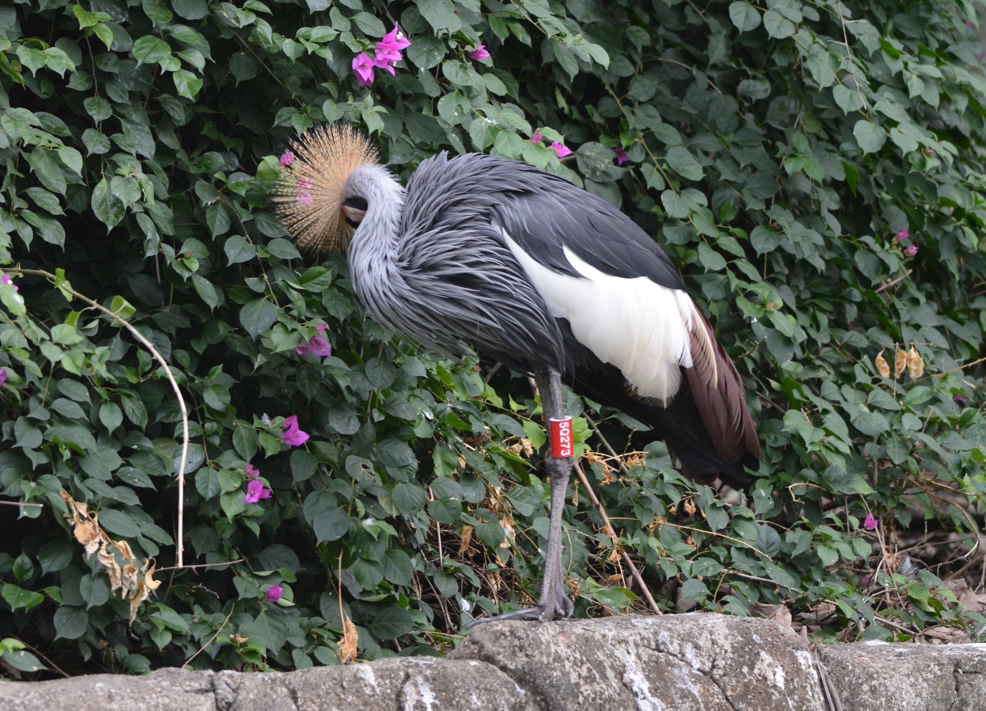 Grey Crowned Crane