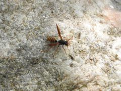 Polistes billardieri