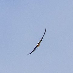 Tachycineta euchrysea