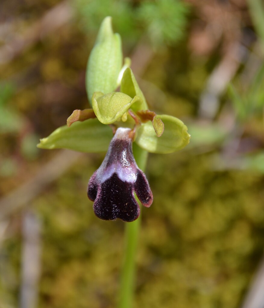 Ophrys × albaytarii