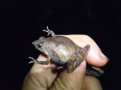Microhyla berdmorei