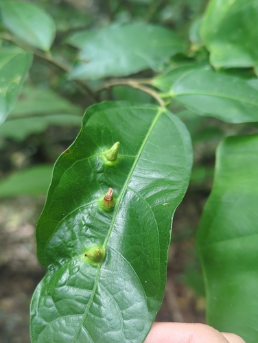 Ficus irisana iNat (1)