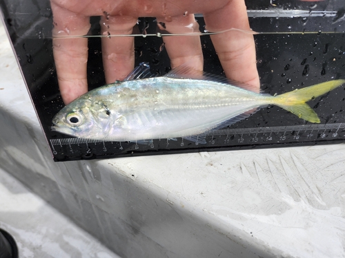 Banded scad (Alepes djedaba) — Carangidae — 3